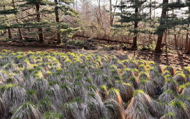 전북 남원 지리산 정령치 습지 모습. <환경부 제공>